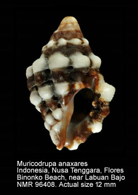 Muricodrupa anaxares (2).jpg - Muricodrupa anaxares (Kiener,1836)